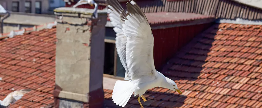 Residential Chimney Animal Removal Solution in Englewood, NJ