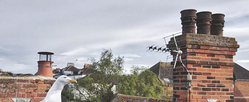 Chimney Cleaning And Restoration in Englewood, New Jersey